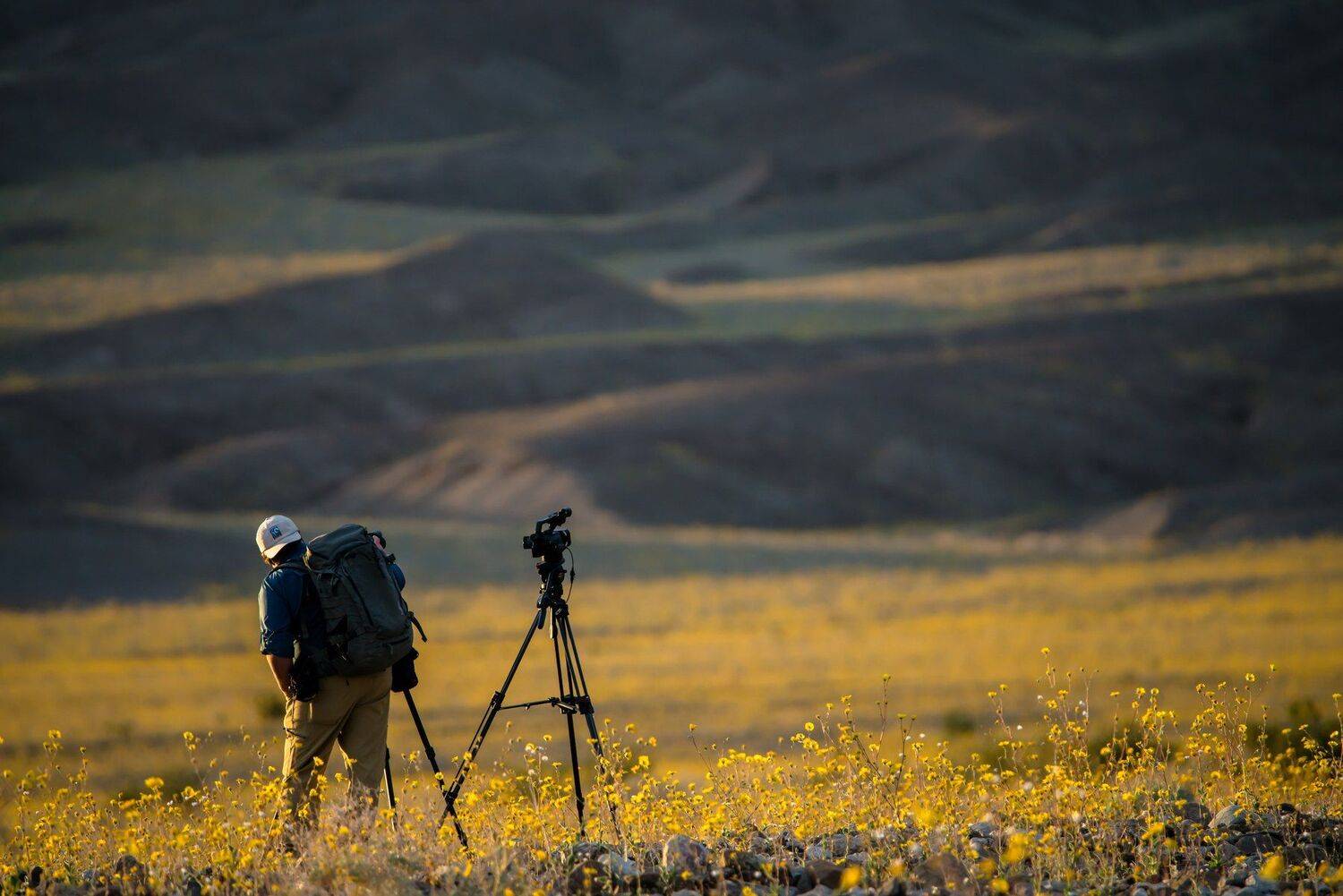 калифорния, цша, долина смерти, цветение, цветы, фотограф, Денис Семенов