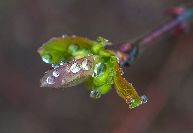 *** фото превью