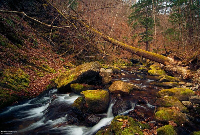 Бобры не спят. фото превью