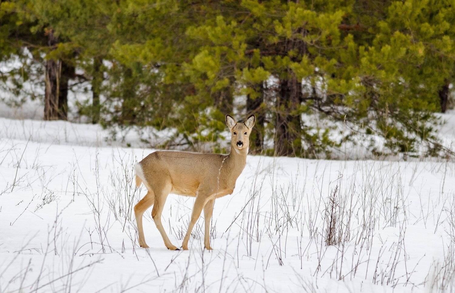 Косуля, алексей овчинников