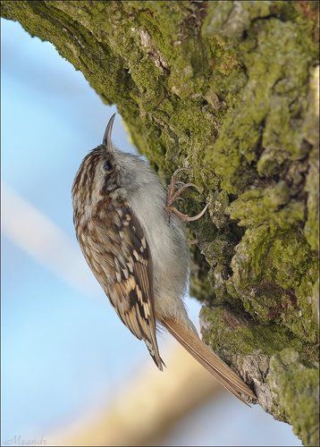 Из жизни пищух...