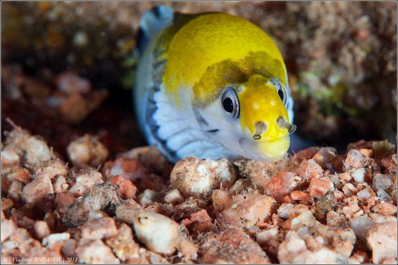 - Ты зачем, стилист хренов, мне голову жёлтой краской покрасил?.. :( фото превью