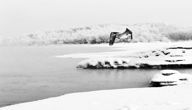 Перелет пеликана через Обь.Сибирь. фото превью