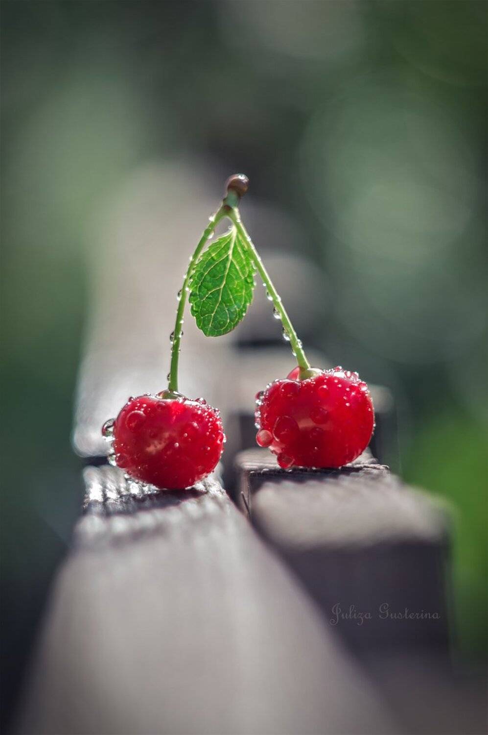 , Юлия Густерина