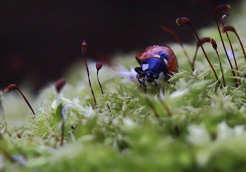 насекомые, жук, красный, маленький, панцирь, голова, природа, макро, трава, лист, зеленый, фон, весна, красивая, Флора, фауна, шестирукий, усики, поле, узор, крылья, черный, колючку, растения, мир вокруг изучать;, Виктор