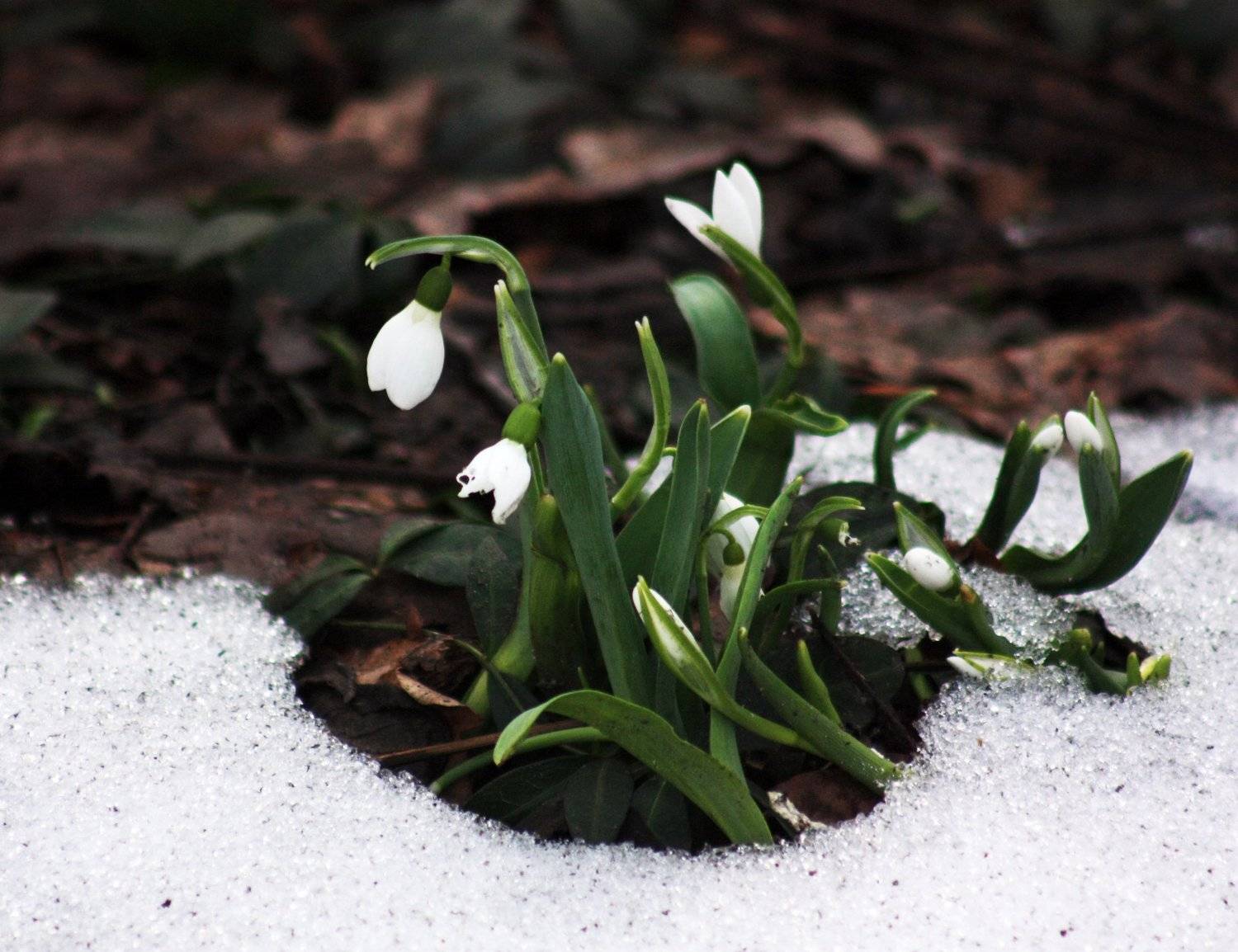 , Princess Bubblegum