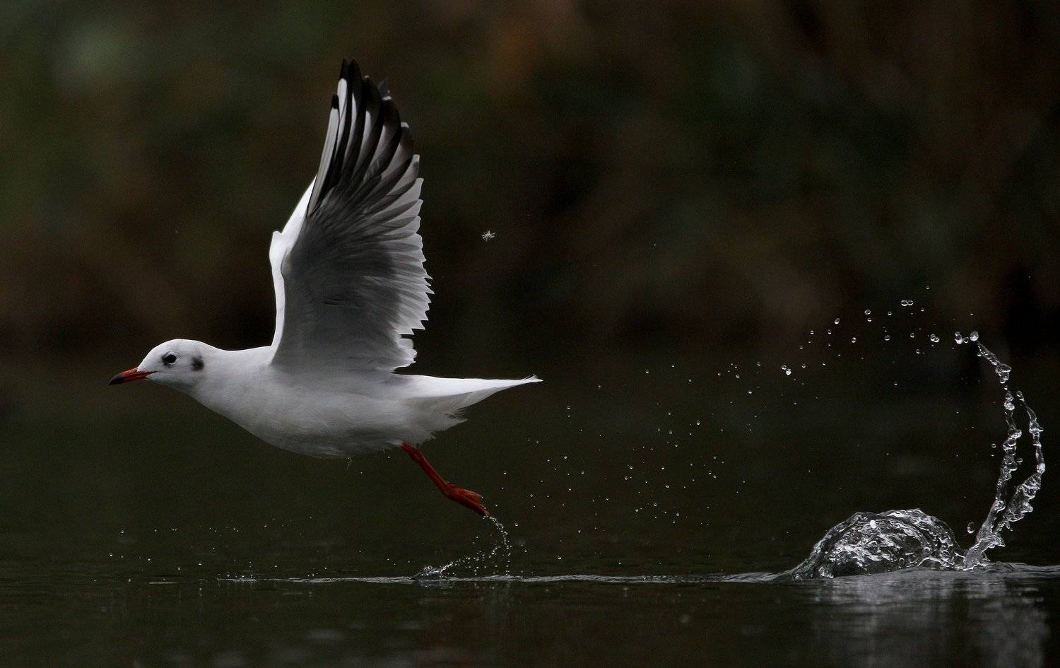 #bird, #birds, #Black-headed gull, #fauna, #gull, #Larus ridibundus, #nature, #wildlife, #природа, #птицы, #фауна, #чайка озерная, Константин Слободчук