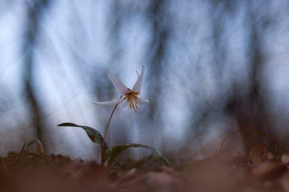 , Иваненко Светлана