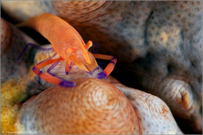 А не пора ли Володьке сбрить усы?.. фото превью