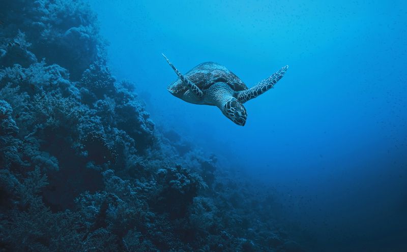 Пролетая над рифом фото превью