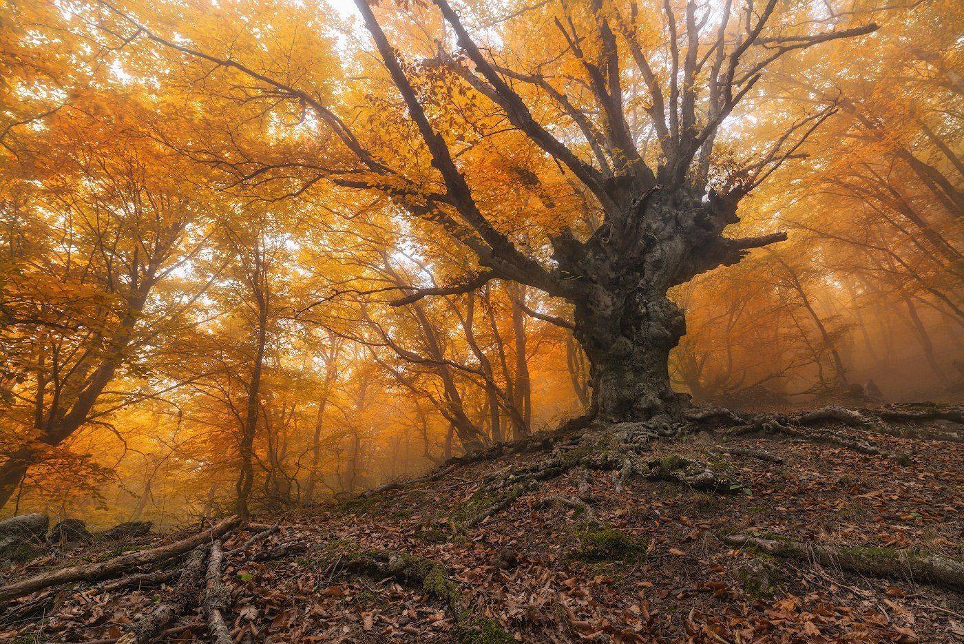 Осень, Пейзаж, Dmitriy  Baginskiy