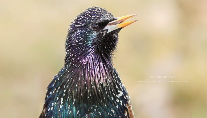 wildlife photography, sturnus vulgaris, birds, скворец, фотоохота, птицы, анималистика, дикая природа Скоро апрель, скоро скворцы! фото превью