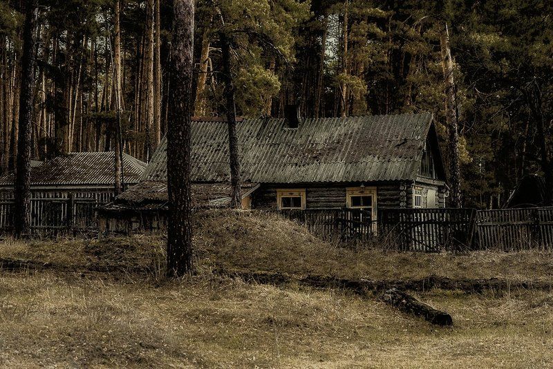 дом лес окраина сосны  дом в лесу фото превью