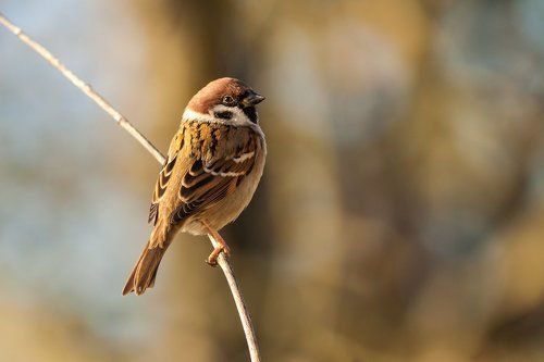 Sparrow