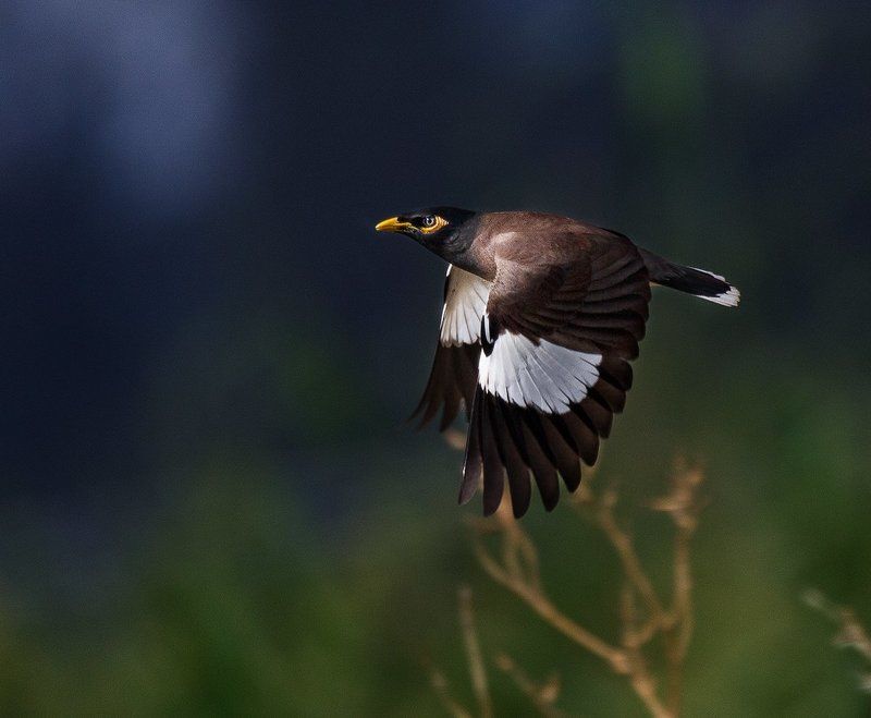 скворец фото превью