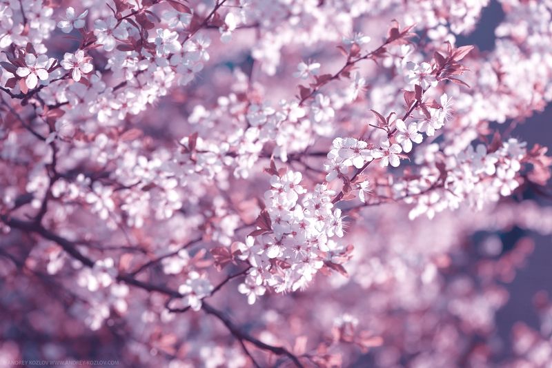 Blossom, Cherry, Flowers, Sakura, Spring, Tree Cherry Flowers фото превью