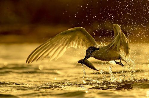 Охотник золота