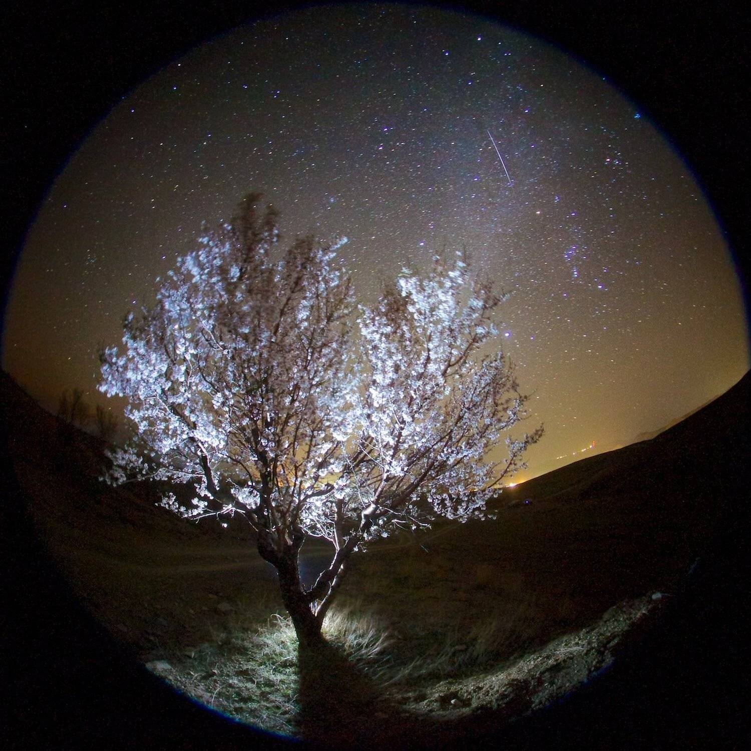 Звездное небо, Крым, Миндаль, Млечный путь, Ночь, Цветение, Никифоров Егор