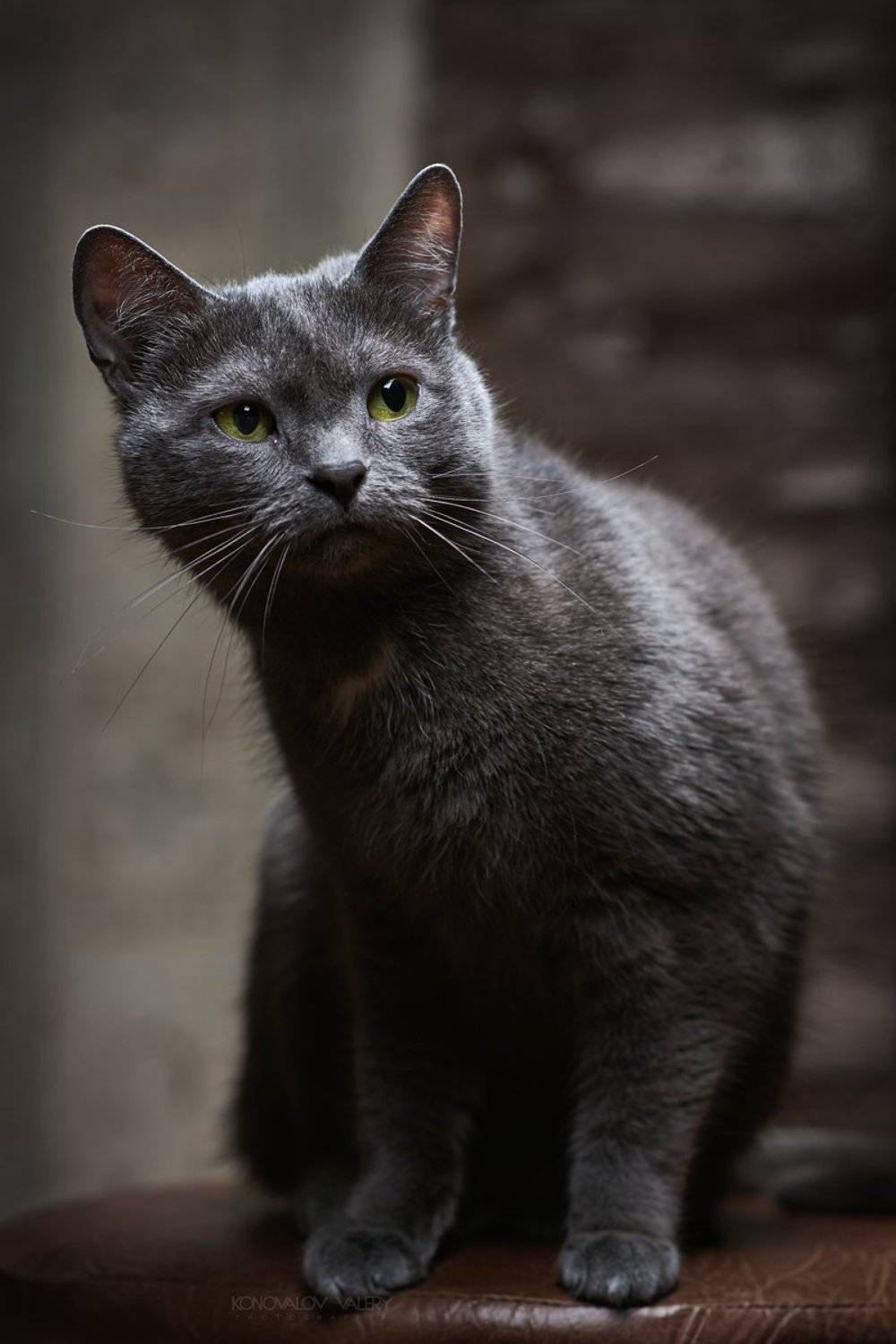 , Валерий Коновалов