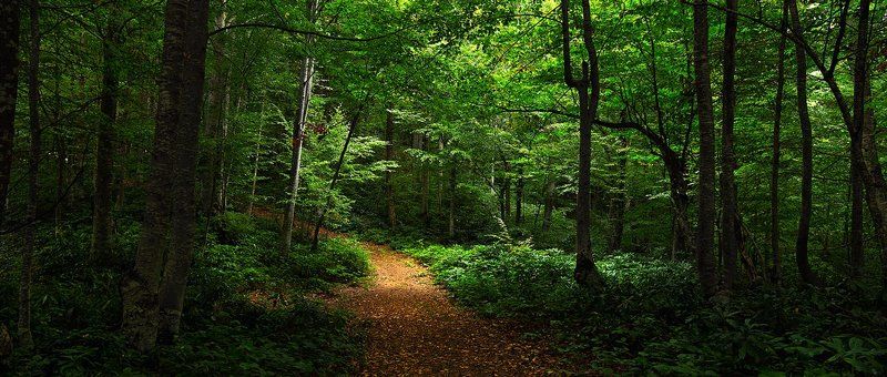 forest gorod tree green yellov leaves canon 6D turkey silence фото превью