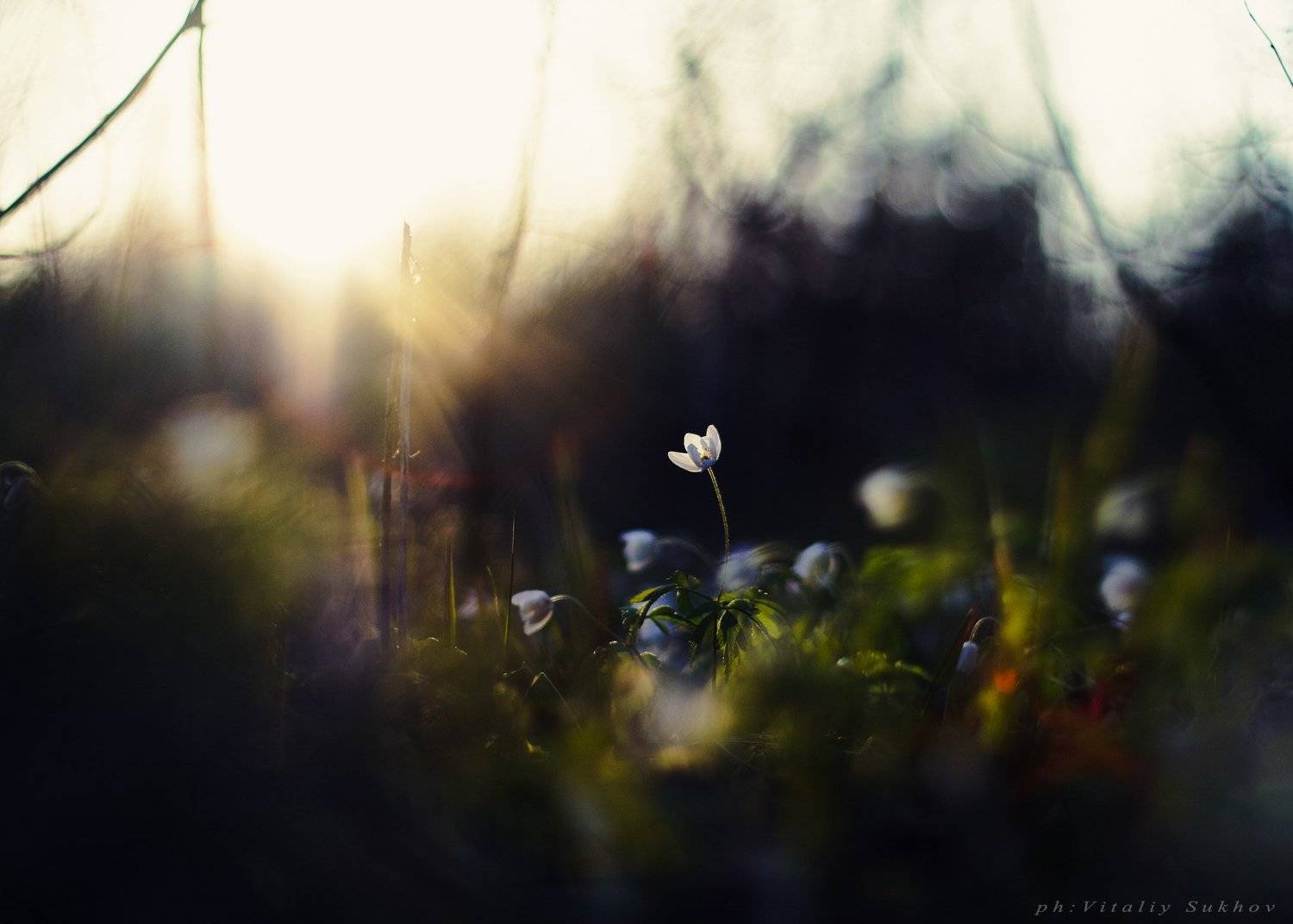 , Сухов Виталий