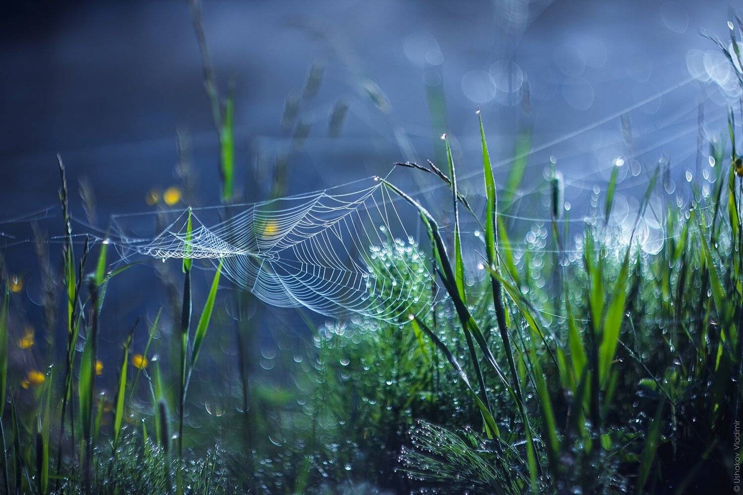 паутина, роса, утро, рассвет, трава, Владимир Ушаков