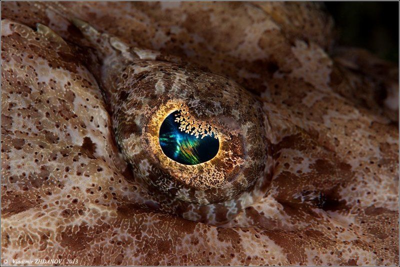 Всевидящее Око Хозяйки Лайтхауса, или про фото-штампы в подводной фотографии фото превью