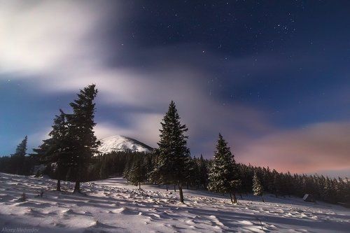 Полонина Хомяков