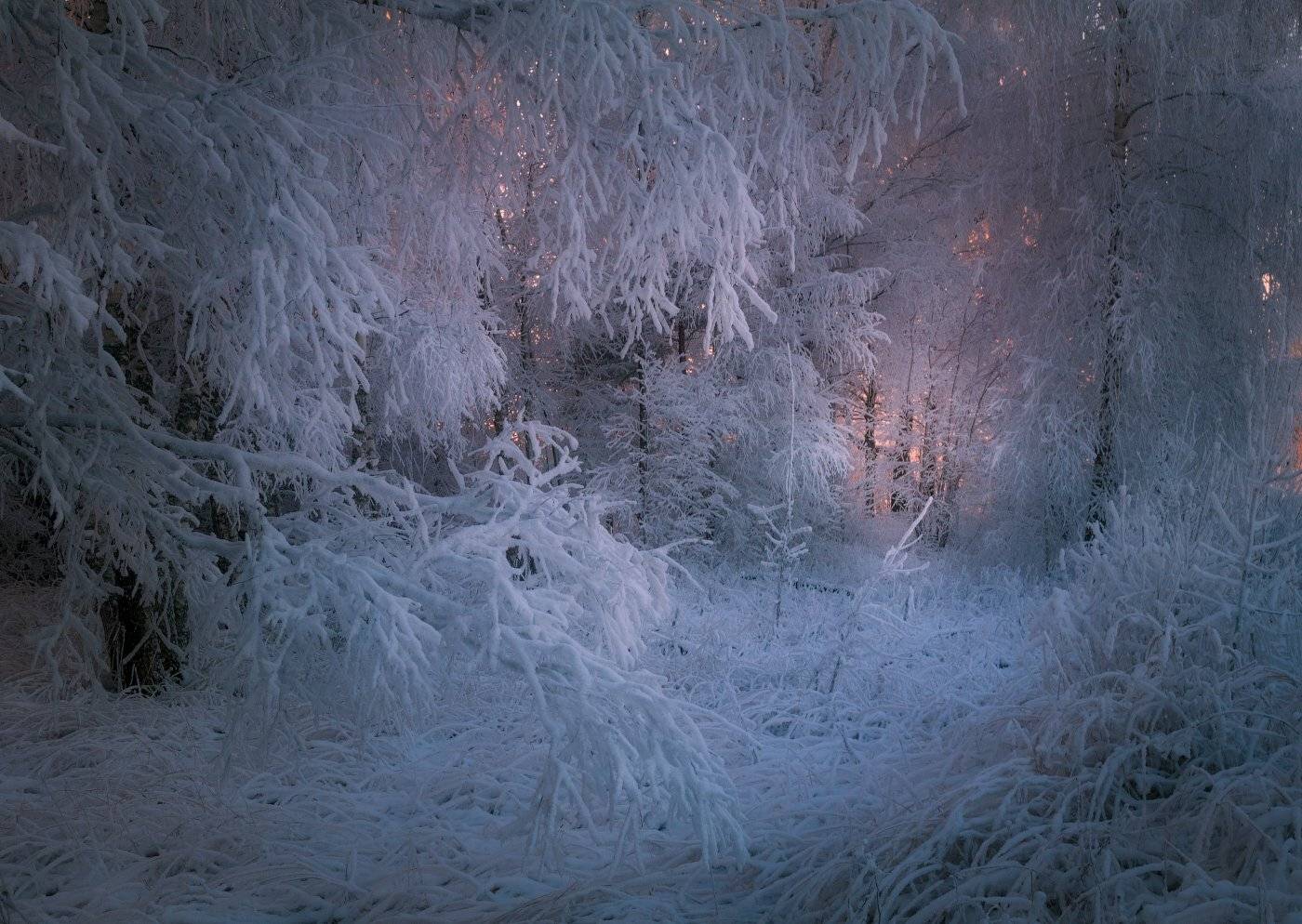 зимний лес, снег, зима, заснеженные деревья, Cтанислав Малых