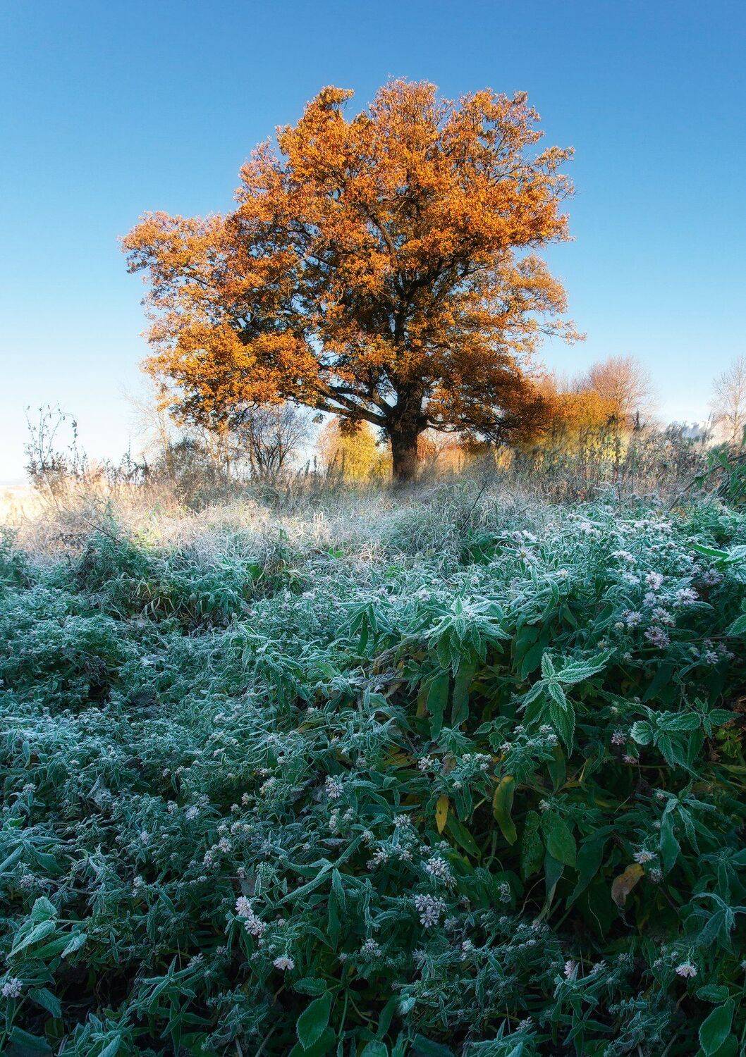 Ключенков, Осень, Пейзаж, Утро, Kljuchenkow Aleksandr