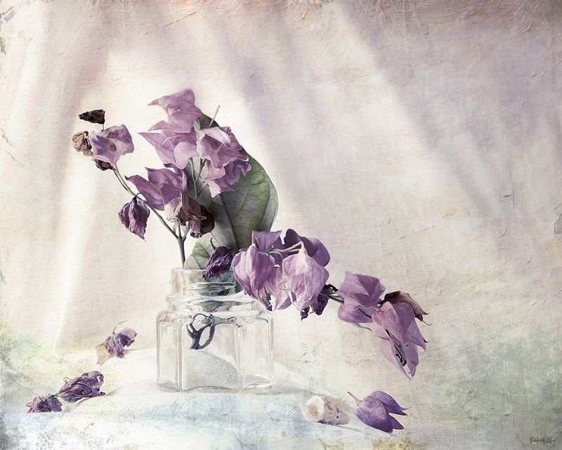 Lila фото превью