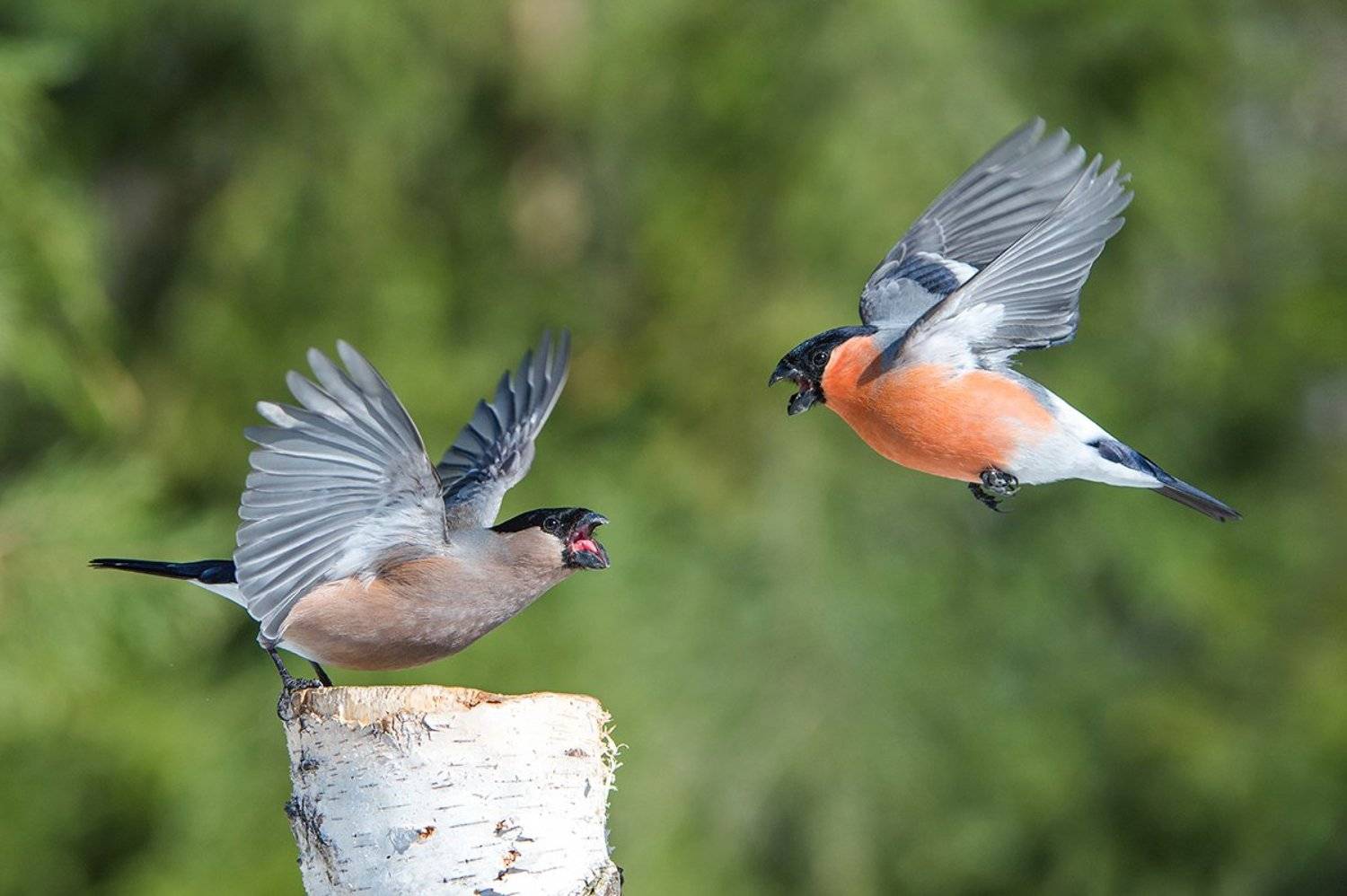 , Сумников Алексей