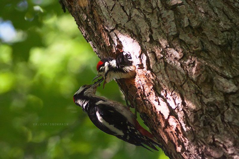 Добавки! фото превью