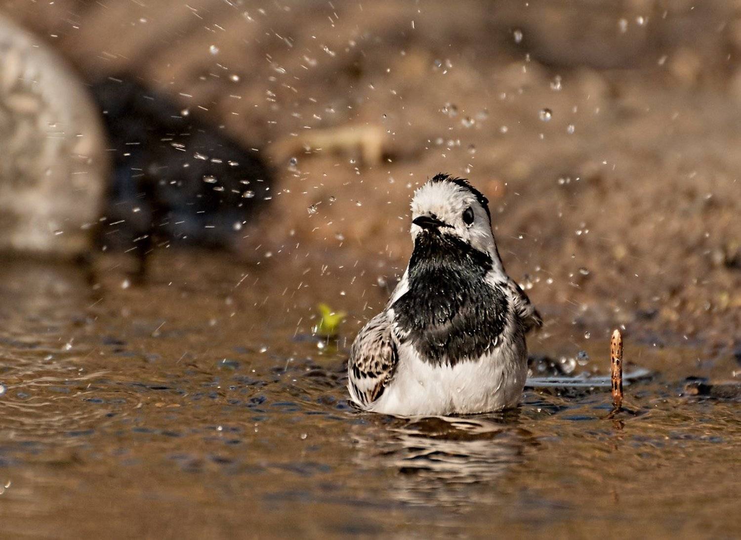 Вода, Птица, Трясогузка, Олег Тыркин