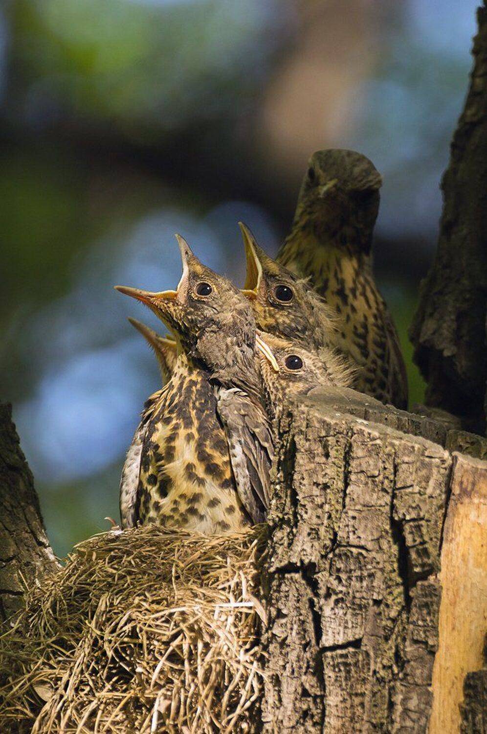 , Михаил Туркеев