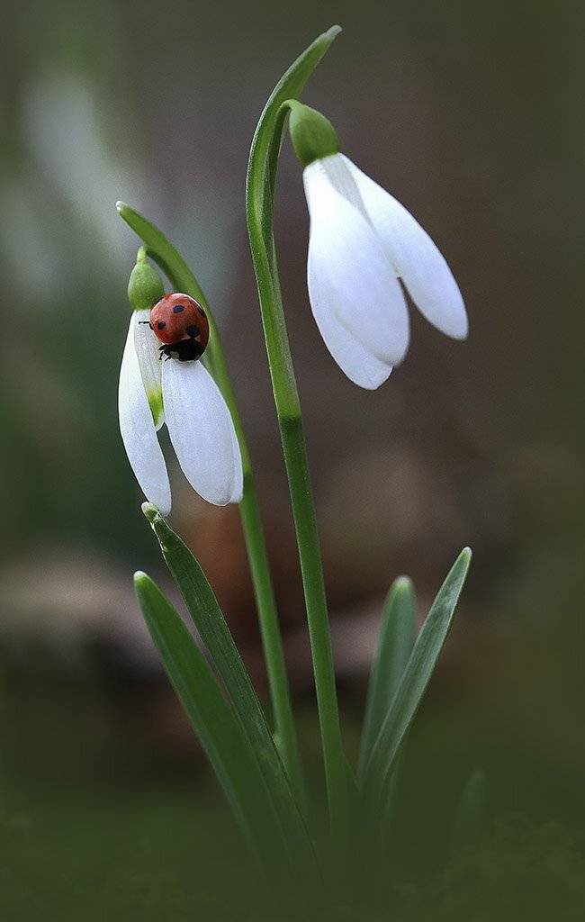 Весна,божья коровка,цветы,подснежники,лес,погода,рано,первые,пасмурно,макро,красивый,цвет,свет,фото,белый,зеленый,серый., Виктор