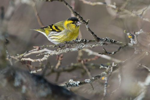 Чижики, чижики, светлого марта привет!