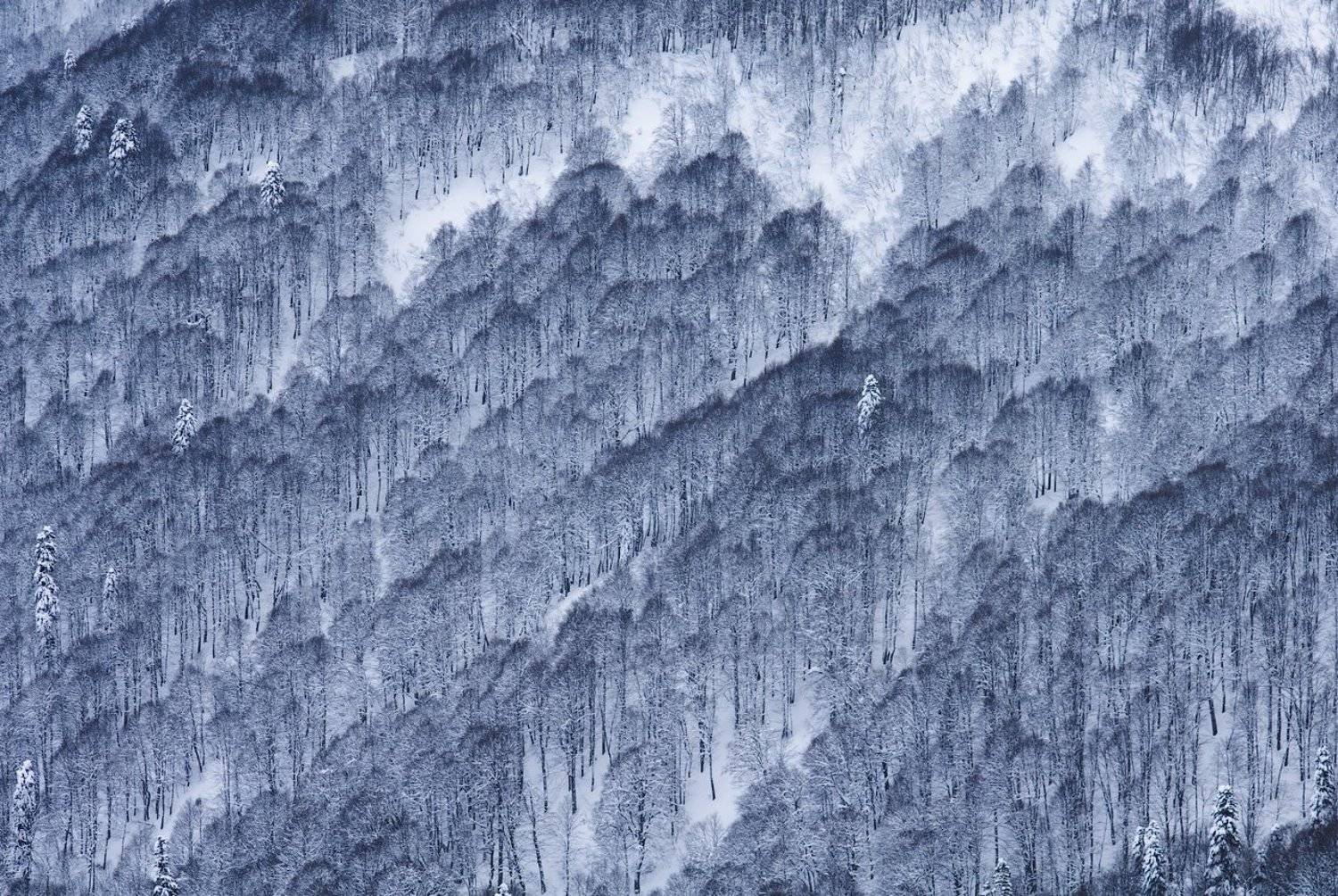 кавказ, зима, лес, снег, горы, mountains, forest, winter, snow, Дмитрий