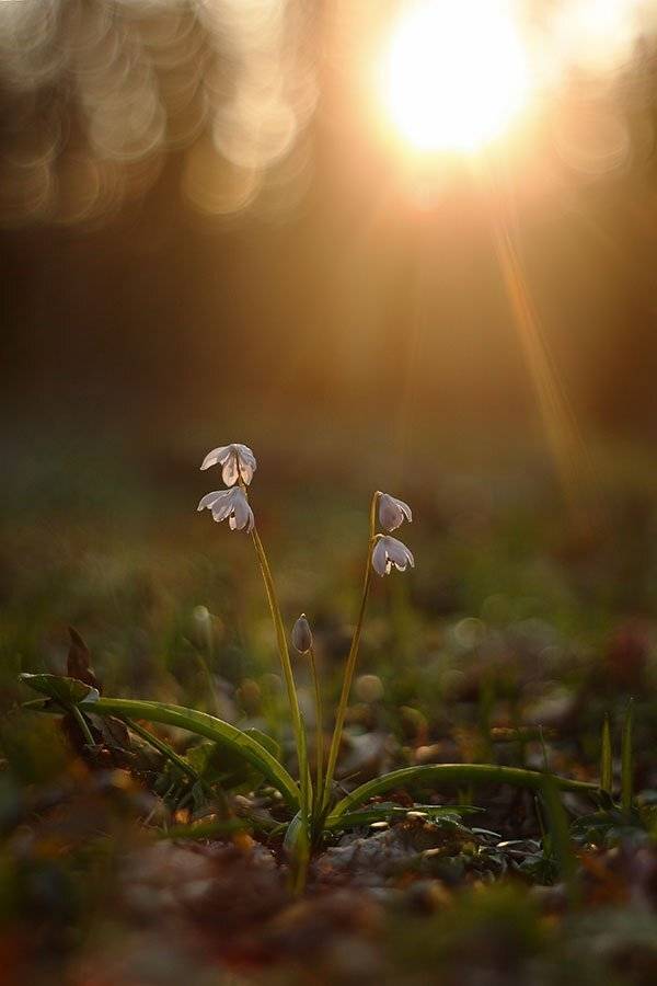 , Роман Рысь