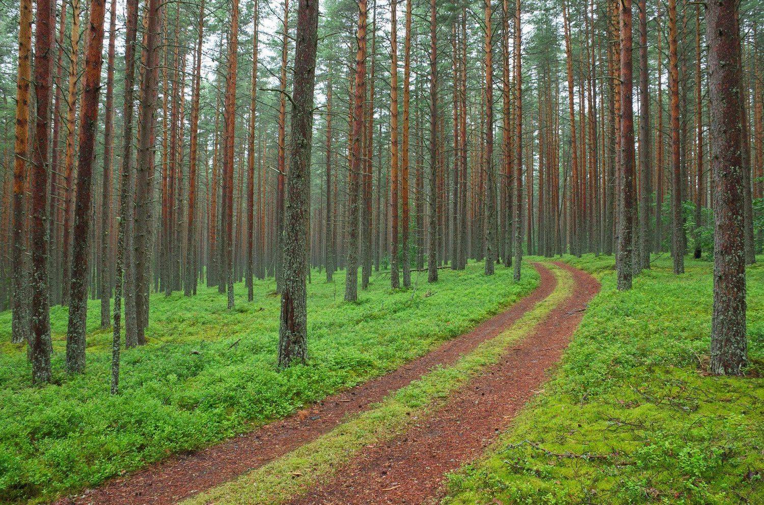 Грунтовка, Дорога, Зелень, Зелёный, Июль, Карелия, Клим нос, Кусты, Лес, Лето, Пасмурно, Пейзаж, Север, Сосны, Черника, Ксения Соварцева