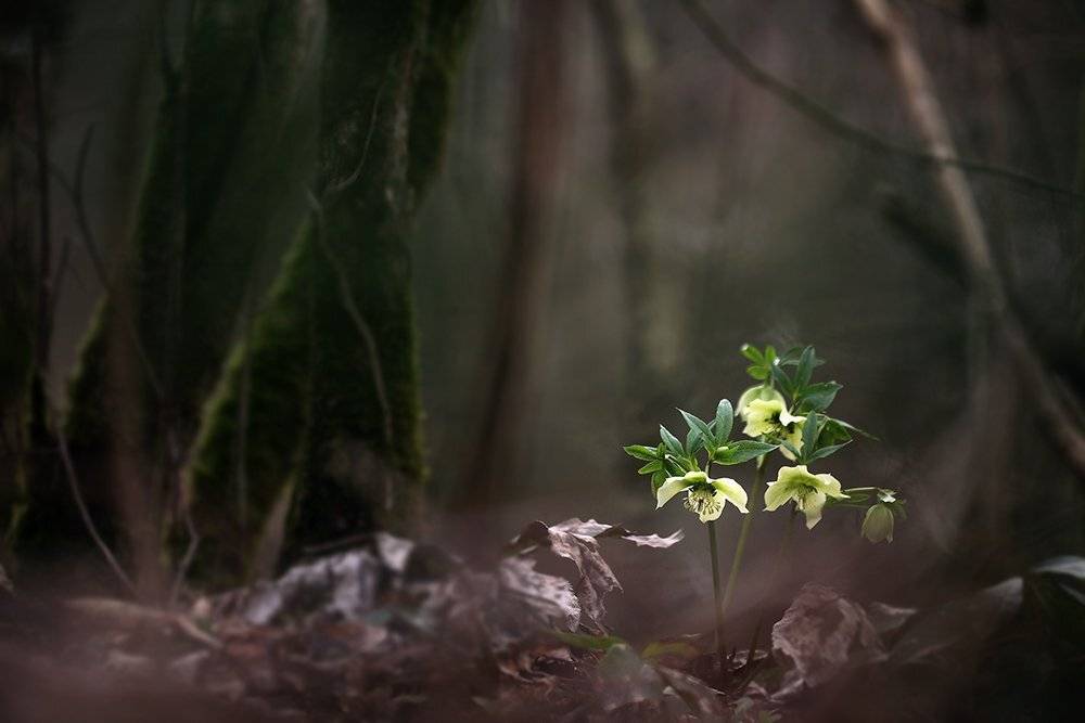 , Иваненко Светлана
