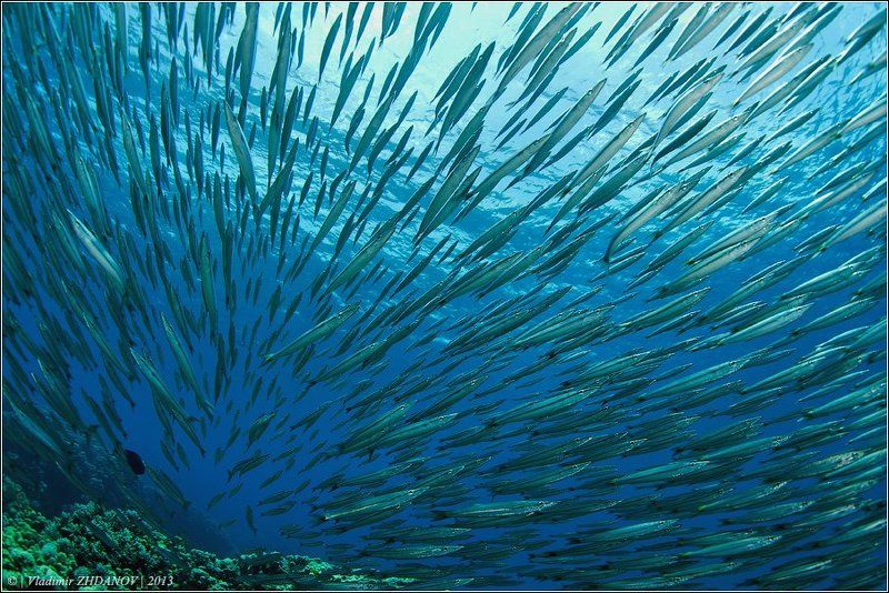 Психическая Атака фото превью