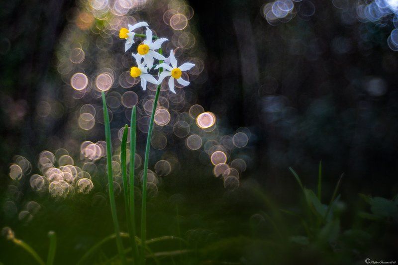 Bubbly фото превью
