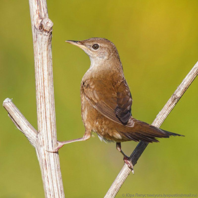 Камышевка Savi\'s warbler. фото превью