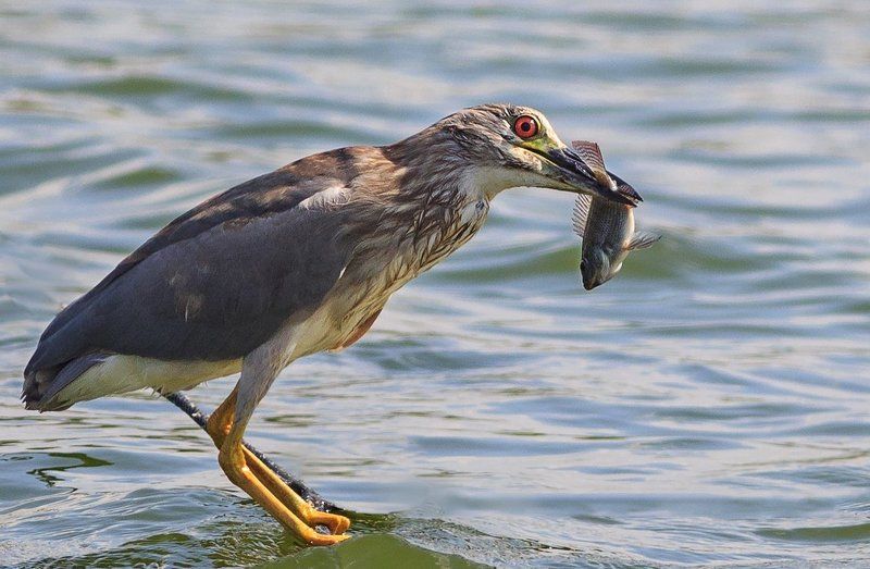 А вам слабО поймать такую рыбу!!!!! фото превью
