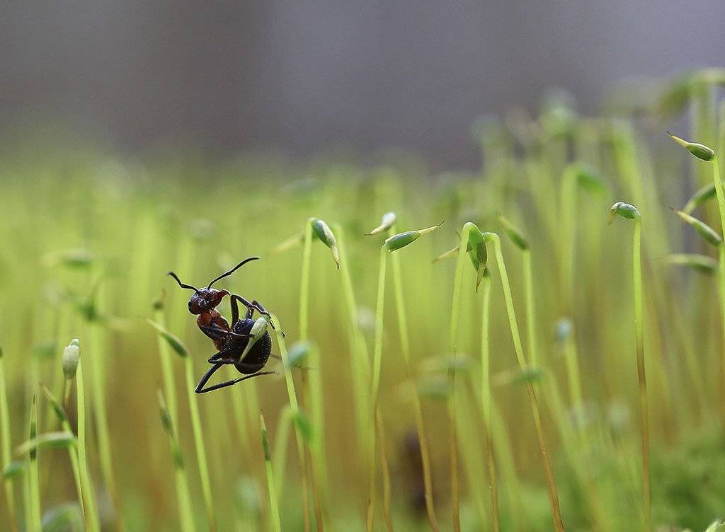 Муравей, Биология, животные, Классификация, лесное хозяйство, насекомые, Наука, окружающая среда, природа, Цвет, Экология, типы, жить, жизнь, красивая, крупным планом, макро -, микроскопические, надзору, сфере, Виктор