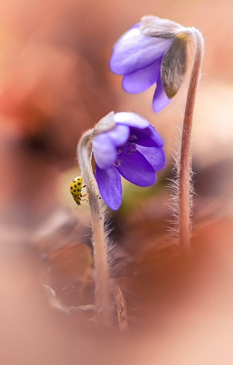 , Вячеслав Мищенко