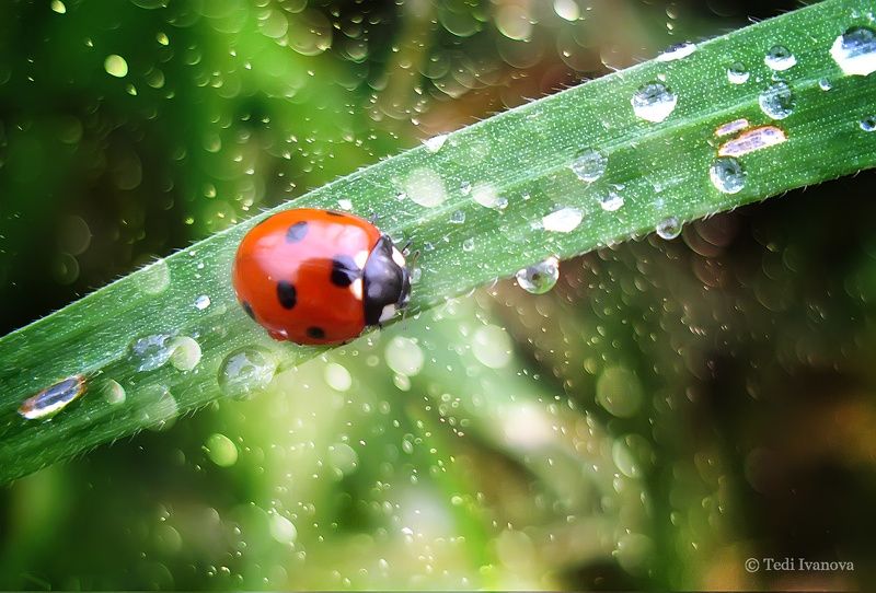 A Tale for a Ladybug фото превью