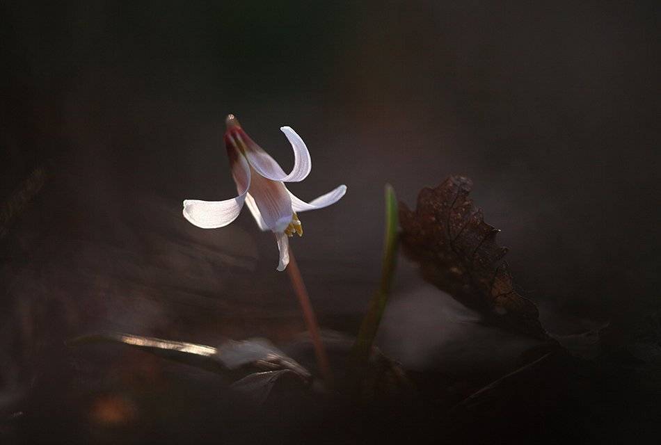 , Иваненко Светлана