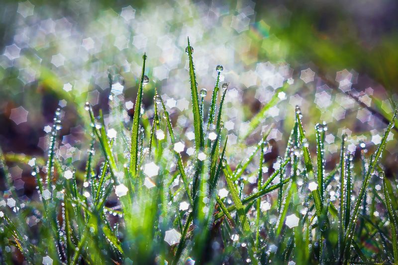 Утренние брильянты фото превью